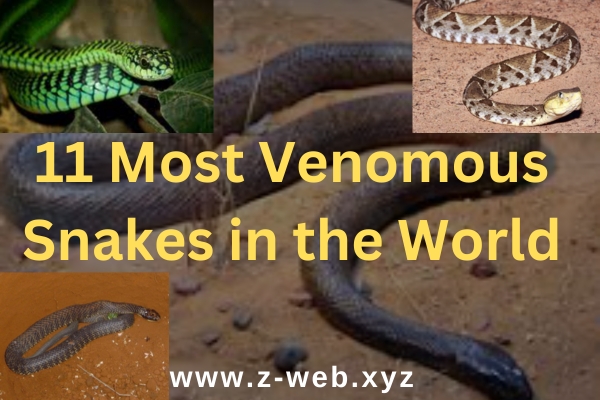 11 Most Venomous Snakes in the World